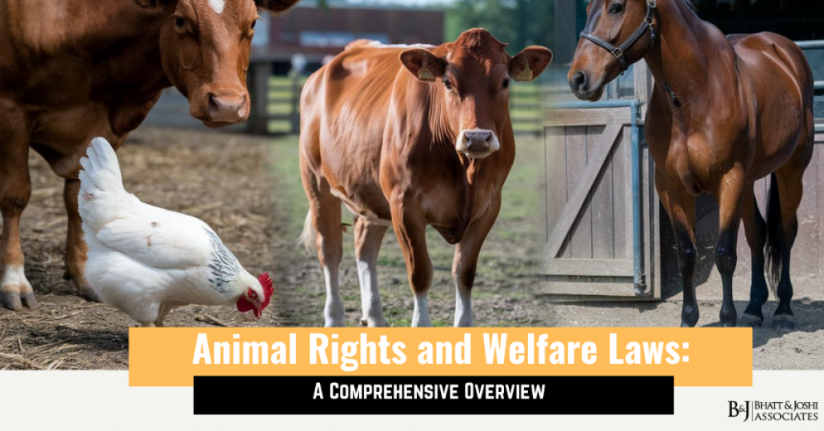 Animal Rights and Welfare Laws: A Comprehensive Overview